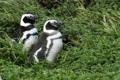 Magellanic Penguin