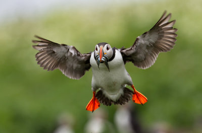 just_puffins
