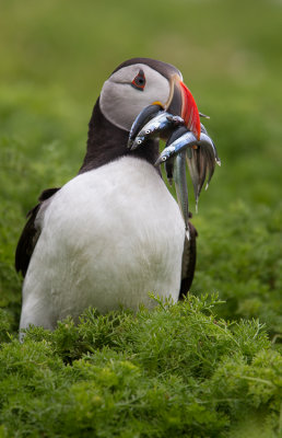 just_puffins