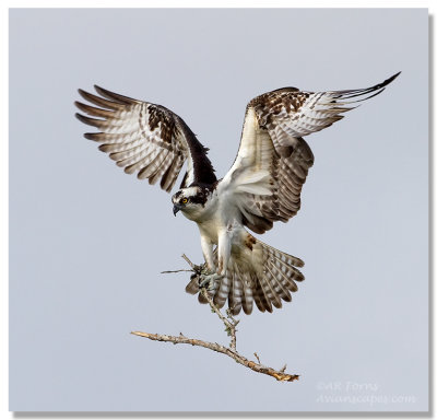 Osprey-with-stick.jpg