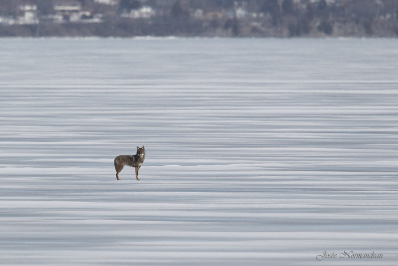 coyote1000 7461.jpg