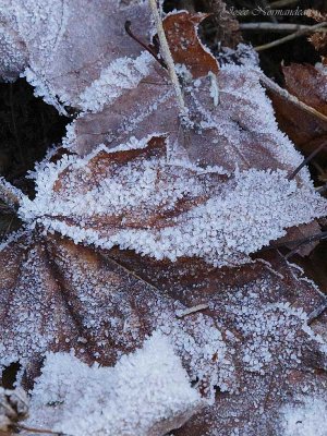 feuilles3 4370.jpg