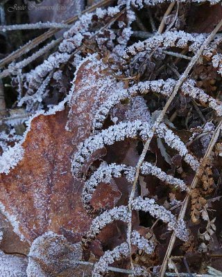 feuilles3 4371.jpg