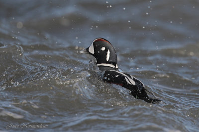 canard arlequin2 5902.jpg