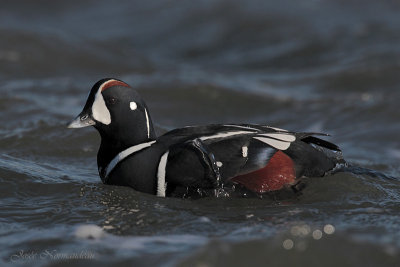 canard arlequin2 6032.jpg