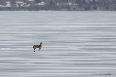 coyote1000 7461.jpg