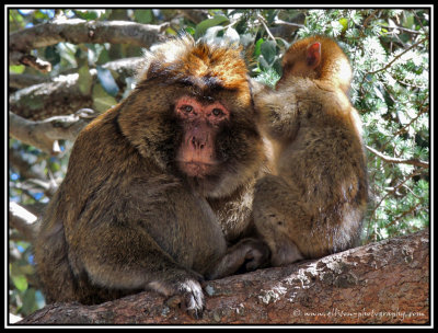 barbary macaques