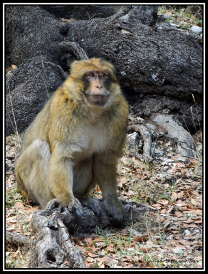 barbary macaque