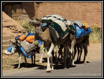 the berber herd