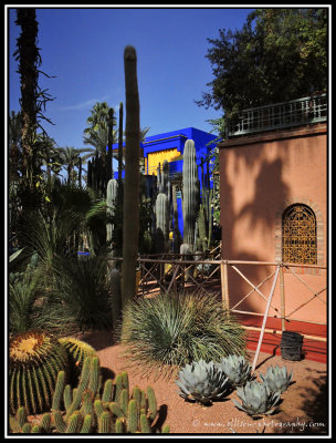 Majorelle gardens