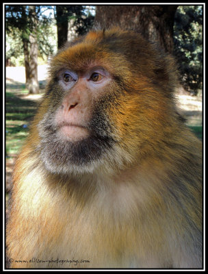 barbary macaque