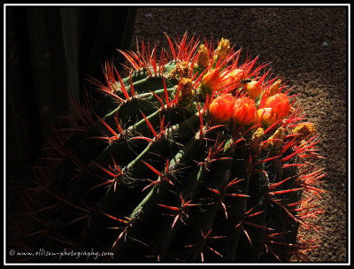 Majorelle Gardens