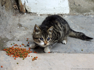 young blind street kitten