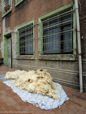 delivery of sheep's wool