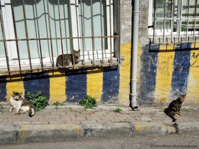 Fener/Balat