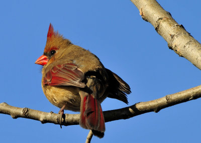 Cardinal female