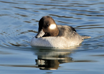 Bufflehead female