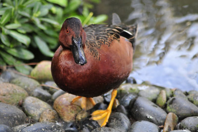 San Diego Zoo