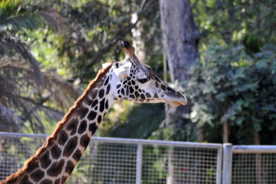 San Diego Zoo