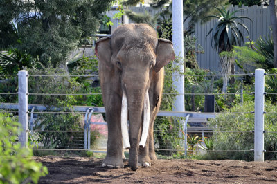 San Diego Zoo