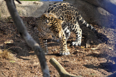 San Diego Zoo