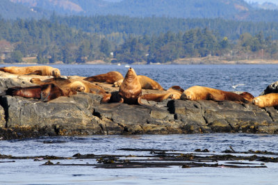 Sea Lions