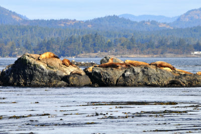 Sea Lions