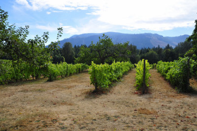 Cowachin Valley Nanaimo BC