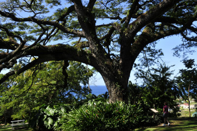 400 year old tree on the first Jefferson plantation