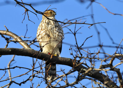 Cooper's Hawk