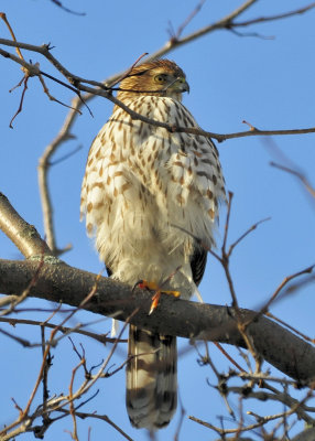 Cooper's Hawk