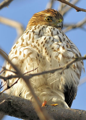 Cooper's Hawk