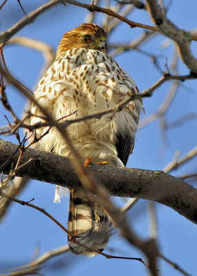 Cooper's Hawk