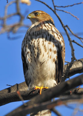 Cooper's Hawk
