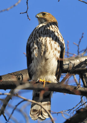Cooper's Hawk