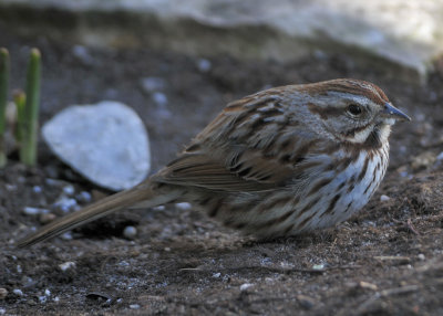Song Sparrow