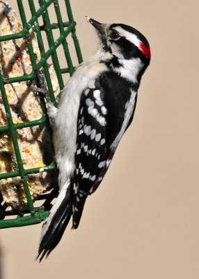 Downy Woodpecker