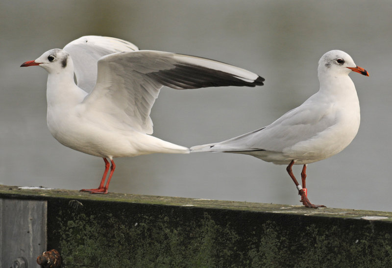 Kokmeeuw adult naast tweede winter Zwartkopmeeuw 