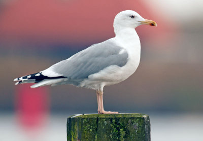 Pont-1-grou-4-11-2012-nr-2-foto-2.jpg