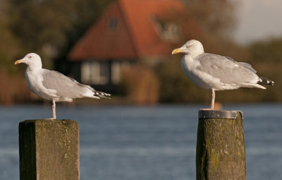 pont en zilver samen 1.jpg