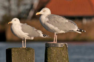 pont en zilver samen 2.jpg