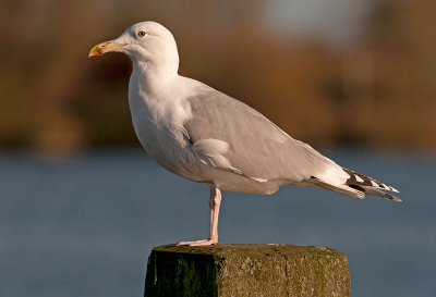 Caspian-gull-nov-2012-grouw-adult.jpg