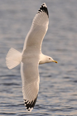 Caspian-gull-adult-in-flight-grou-nov-2012-small.jpg