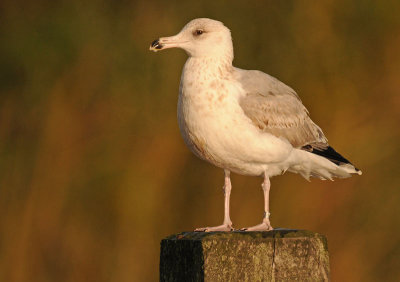 Herring Gull 2