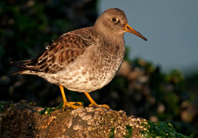 paarse-strandloper-met-paars-.jpg