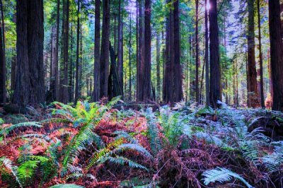 redwood-02.jpg