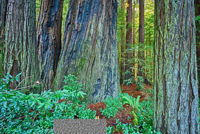 Trinidad, California