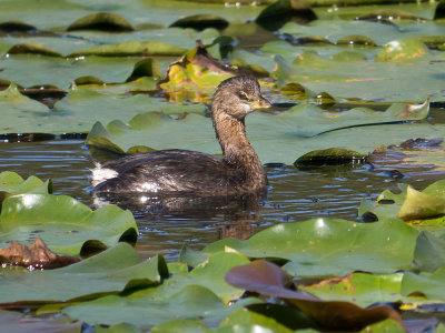 Pied-billed Grebe