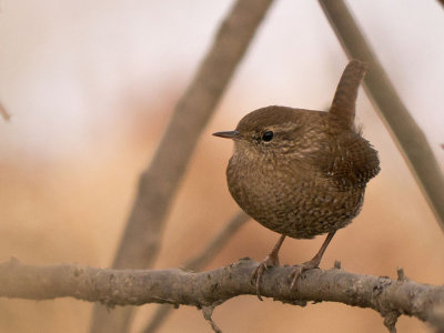 Winter Wren