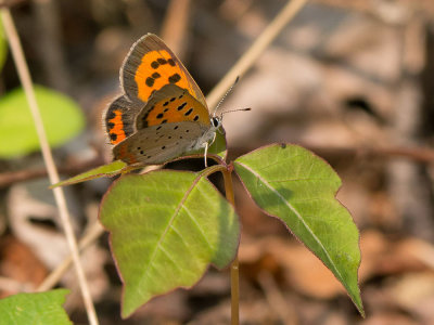 American Copper